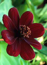 Cosmos atrosanguineus